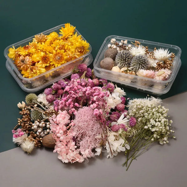 Box Colorful Natural Dried Flowers